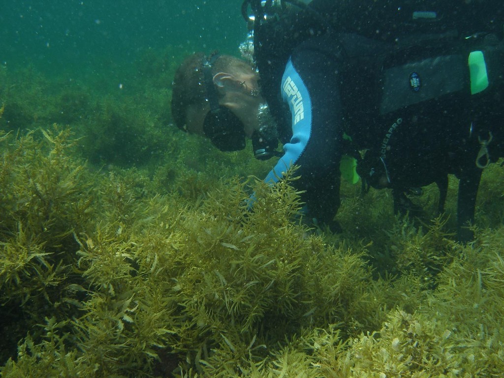 Algae on a Great Barrier Reef inshore reef (Photo: DR Bellwood)   © ARC Centre of Excellence Coral Reef Studies http://www.coralcoe.org.au/
